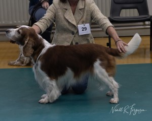 Open Dog